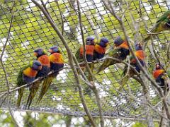 101PARC AUX OISEAUX DANS L AIN 2016 3_000009